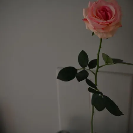 A L'oree Du Bois * Baron (Gard)